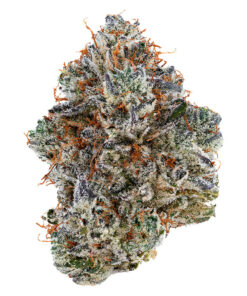 TRIBAL NEON SUNSHINE (H) DRIED - 3.5G