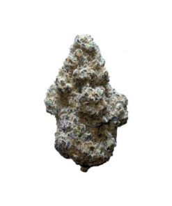 JBUDS CRAFT PEACH SUPREME (H) DRIED - 14G