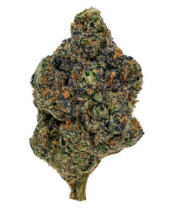 1964 GASOLINA (IND) DRIED - 7G