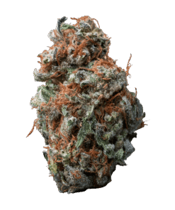 Alternative view of PALMETTO SASQUATCH SAP (S) DRIED - 14G