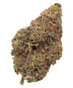 FIGR CHATTY KATHY (S) DRIED - 14G