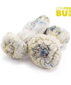 Mushrooms – Albino Penis Envy