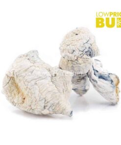 Mushrooms – Albino Makilla Gorilla (Exotic)