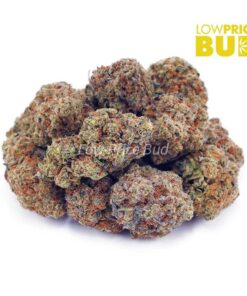 Alternative view of Vanilla Kush (AAA)