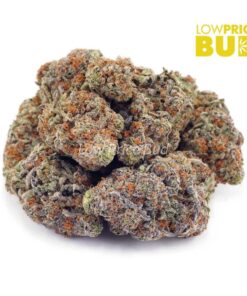 Alternative view of Golden Goat (AAA)