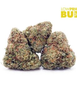 GMO Kush (AA)