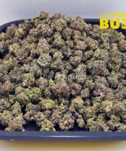 Alternative view of Astro Pink (AAAA) – Popcorn Nugs