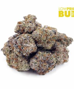 Alternative view of Afghan Goo (AAAA)