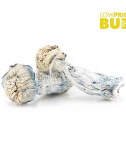 Mushrooms – Blue Ghost