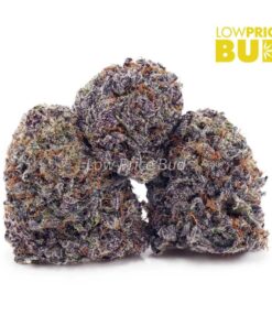 Oranges and Cream (Craft Cannabis)