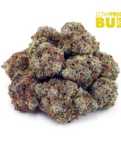 Alternative view of Lemon Skunk (AAAA)