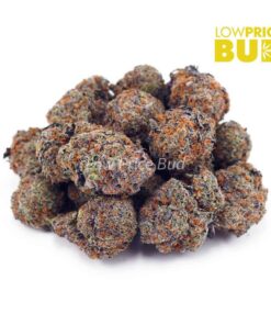 Alternative view of Pink Champagne (AAAA)