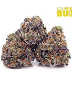 Purple Kush (AAAA)
